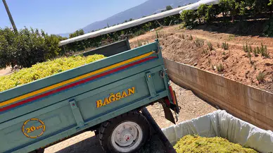 Manisa'da  üzüm alım fiyatı yükseldi