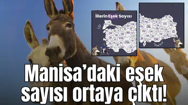 Manisa’daki eşek sayısı ortaya çıktı!