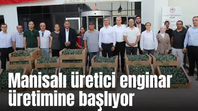 Manisalı üretici enginar üretimine başlıyor