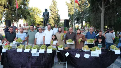 Manisa'da "En güzel Sultani üzüm" yarışması ilgi gördü