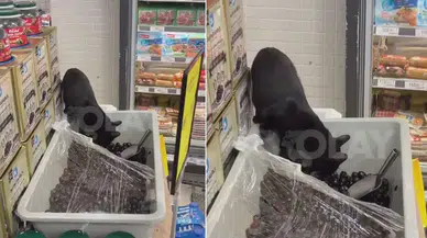 Marketten mide bulandıran görüntüler