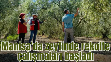 Manisa'da zeytin rekolte tespit çalışması gerçekleştrildi