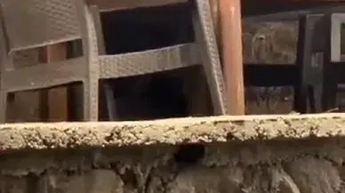 Lokantaya giren ayının yaptığı yüz güldürdü