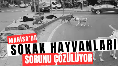 Manisa’da sokak hayvanları sorunu çözülüyor: Tarih bile verildi
