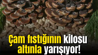 Çam fıstığının kilosu altınla yarışıyor!
