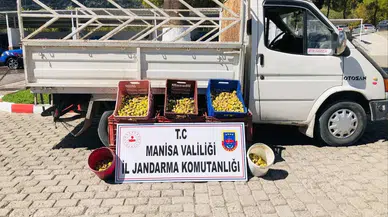 Manisa'da jandarmadan incir hırsızına suçüstü