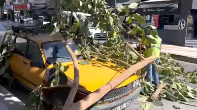 Park halindeki aracın üstüne ağaç düştü