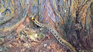 Küpeli su yılanını görenler telefonuna sarıldı