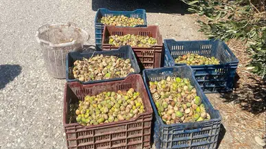 Manisa'da incir hırsızlarına suçüstü