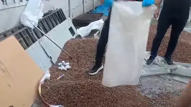 Fındık çuvalından çıkanlar şok etti