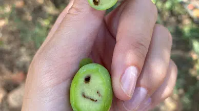 Üreticilere zeytin sineği uyarısı