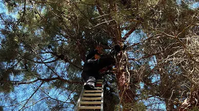 Ağaçtan inemeyen kedinin imdadına itfaiye ekipleri yetişti
