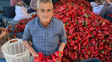 Kırmızı incide hasat sevinci başladı