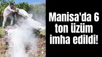 Manisa'da 6 ton üzüm imha edildi