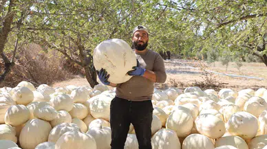 Tescilli kabak hasadı başladı