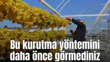 Üzüm kurutmak için değişik bir yöntem deniyorlar