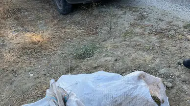 Manisa’da çam fıstığı hırsızlığı