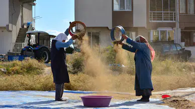 Demirci'de kuru fasulye hasadı başladı