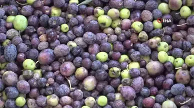 Zeytinin Bozulmasını Önleyecek Tüyo Ortaya Çıktı: Şeflerin Uyguladığı Saklama Sırrı