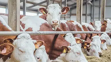 2026 kurbanlık fiyatları netleşmeye başladı: Büyükbaş ve küçükbaşta yeni rakamlar gündemde