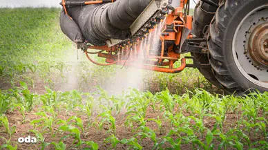 Pazardan Sofraya Geliyor Ama Riskli! En Fazla Pestisit Kalıntısı Tespit Edilen 9 Meyve ve Sebze Açıklandı