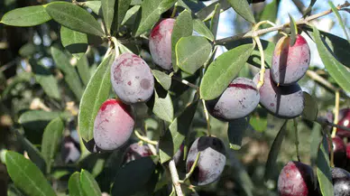 En Faydalı Zeytin Hangisi? Mor Zeytin Neden Öne Çıkıyor?