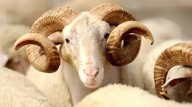 Kurban kesecekler dikkat: Diyanet 2026 vekâletle kurban bedellerini açıkladı