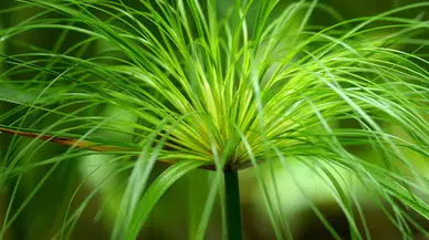 Evde bakımı en kolay bitkiler belli oldu: Yeni başlayanlar için 10 öneri