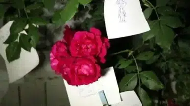 Hıdırellez dilek gecesi başladı: Gül ağacı ritüeli ne zaman yapılır?