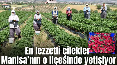 Dünya’nın çilek ihtiyacını Manisa’nın o ilçe karşılıyor