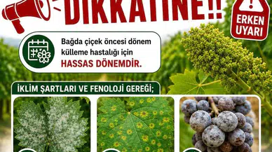 Üzüm üreticilerine ilaçlama uyarısı