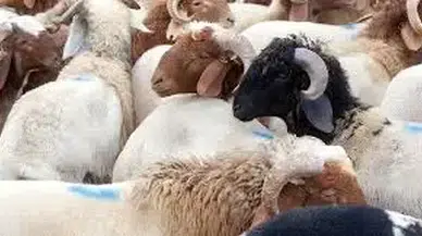 Kurban Vekaleti Verecekler İçin 2026 Ücretleri Belli Oldu: Son Başvuru Tarihine Dikkat