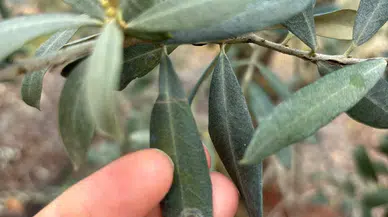 Manisa'da zeytin üreticilerine halkalı leke uyarısı