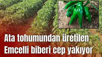 Ata tohumundan üretilen Emcelli biberi cep yakıyor