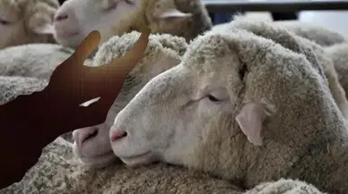 Kurban keserken hangi dua okunur? İşte diyanet’e göre dikkat edilmesi gereken kurallar