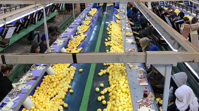 Limon ihracatında yeni hedef 500 milyon dolar