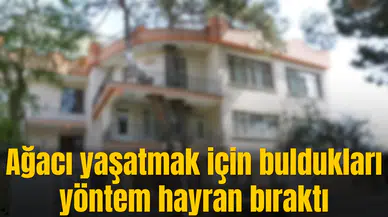 Ağacı yaşatmak için buldukları yöntem hayran bıraktı