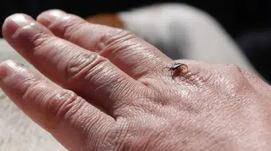 Kene Tehlikesine Karşı Doğal Önlem: Kenelerden Korunmak İçin Bu Kokulara Dikkat!