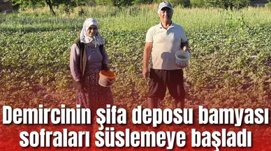Demircinin şifa deposu bamyası sofraları süslemeye başladı