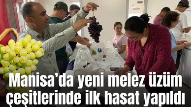 Manisa’da yeni melez üzüm çeşitlerinde ilk hasat yapıldı
