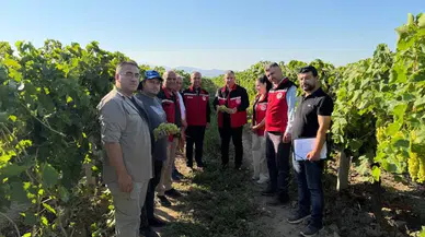Müdür Karayılan bağcıların merakla beklediği çalışmayı yerinde inceledi