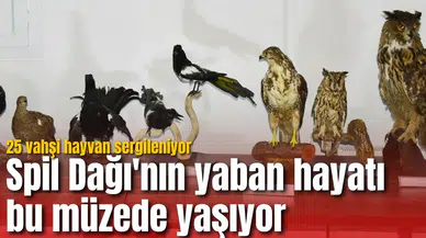 Spil Dağı'nın yaban hayatı bu müzede yaşıyor