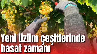 Yeni üzüm çeşitlerinde hasat zamanı