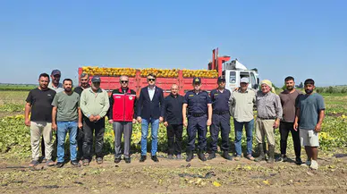 Kaymakam Fatih Özcan kavun hasatına katıldı