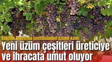 Yeni üzüm çeşitleri üreticiye ve ihracata umut oluyor