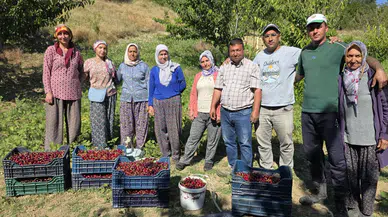 Manisa’nın en lezzetli kirazı bu yaylalarda yetişiyor