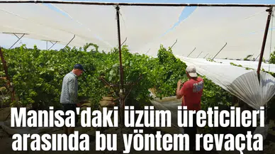 Manisa'daki üzüm üreticileri arasında bu yöntem revaçta