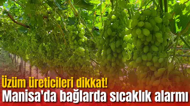 Üzüm üreticileri dikkat! Manisa'da bağlarda sıcaklık alarmı