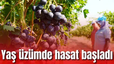 Yaş üzümde hasat başladı