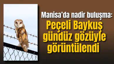 Manisa’da nadir buluşma: Peçeli Baykuş gündüz gözüyle görüntülendi
